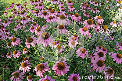 Eastern Purple Coneflowers â€“ Echinacea purpurea Stock Photo